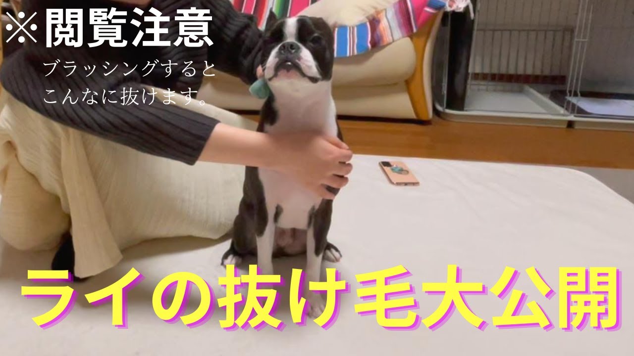 ボストンテリアの抜け毛の実態大公開！換毛期じゃなくてもこのくらい抜けます。