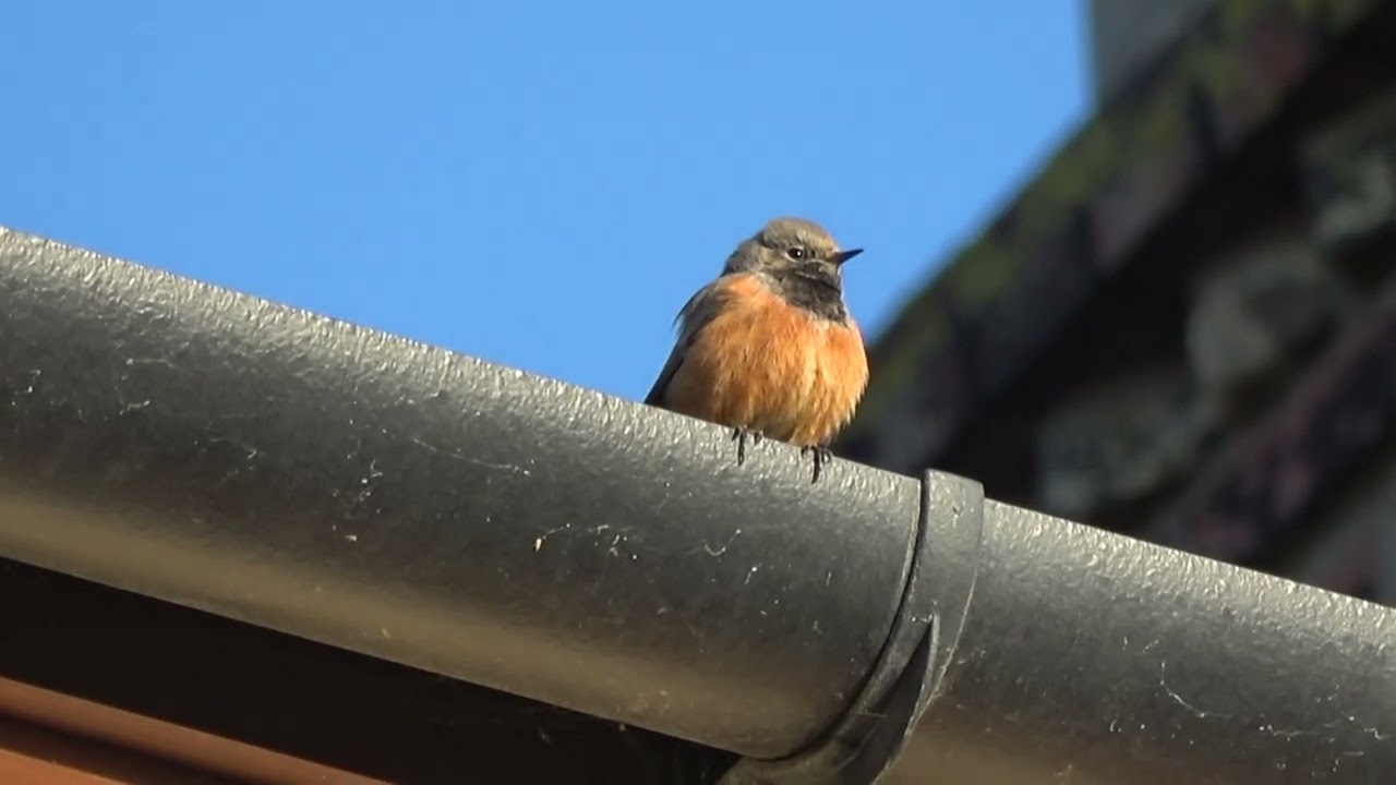 A Very Rare Bird for the UK The EASTERN BLACK REDSTART at Sheringham