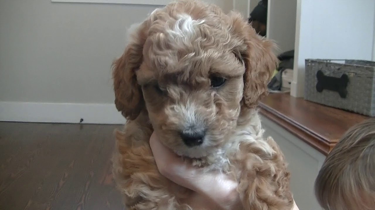 Cavapoo puppies all have names!
