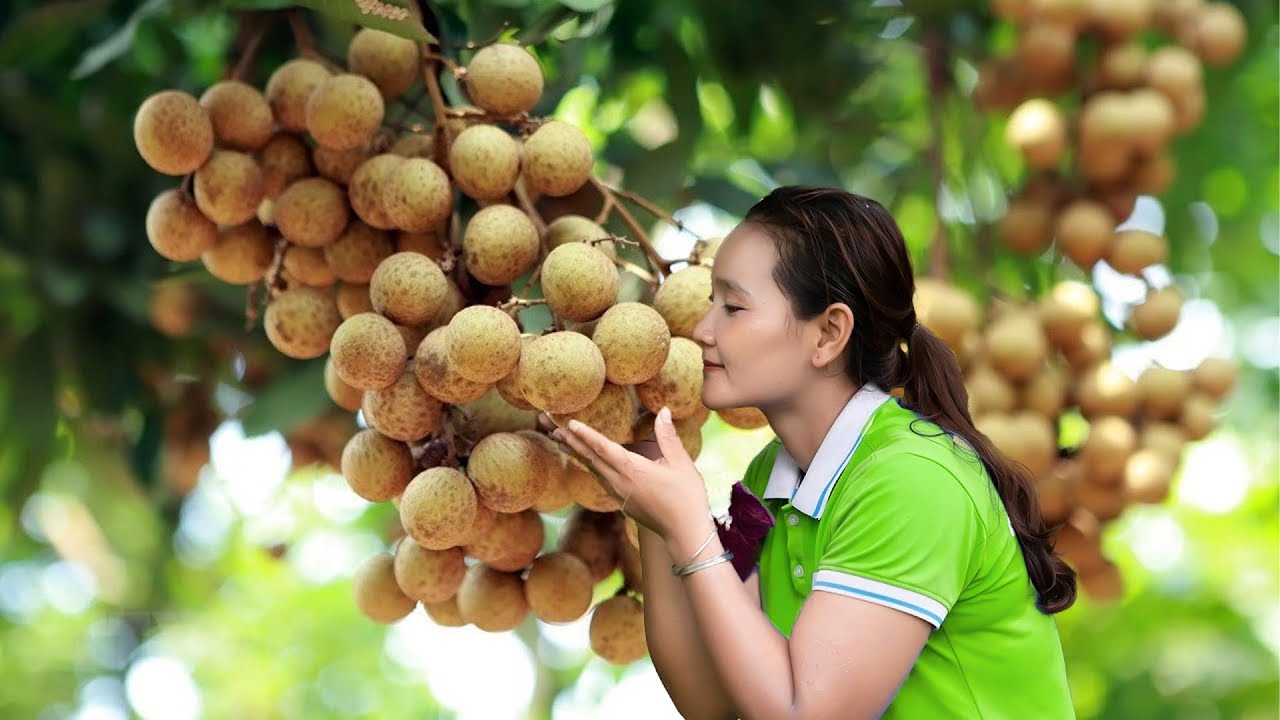 Harvesting Off-Season Longan &ndash; Farm to Market Journey | C&aacute; Thị Ly