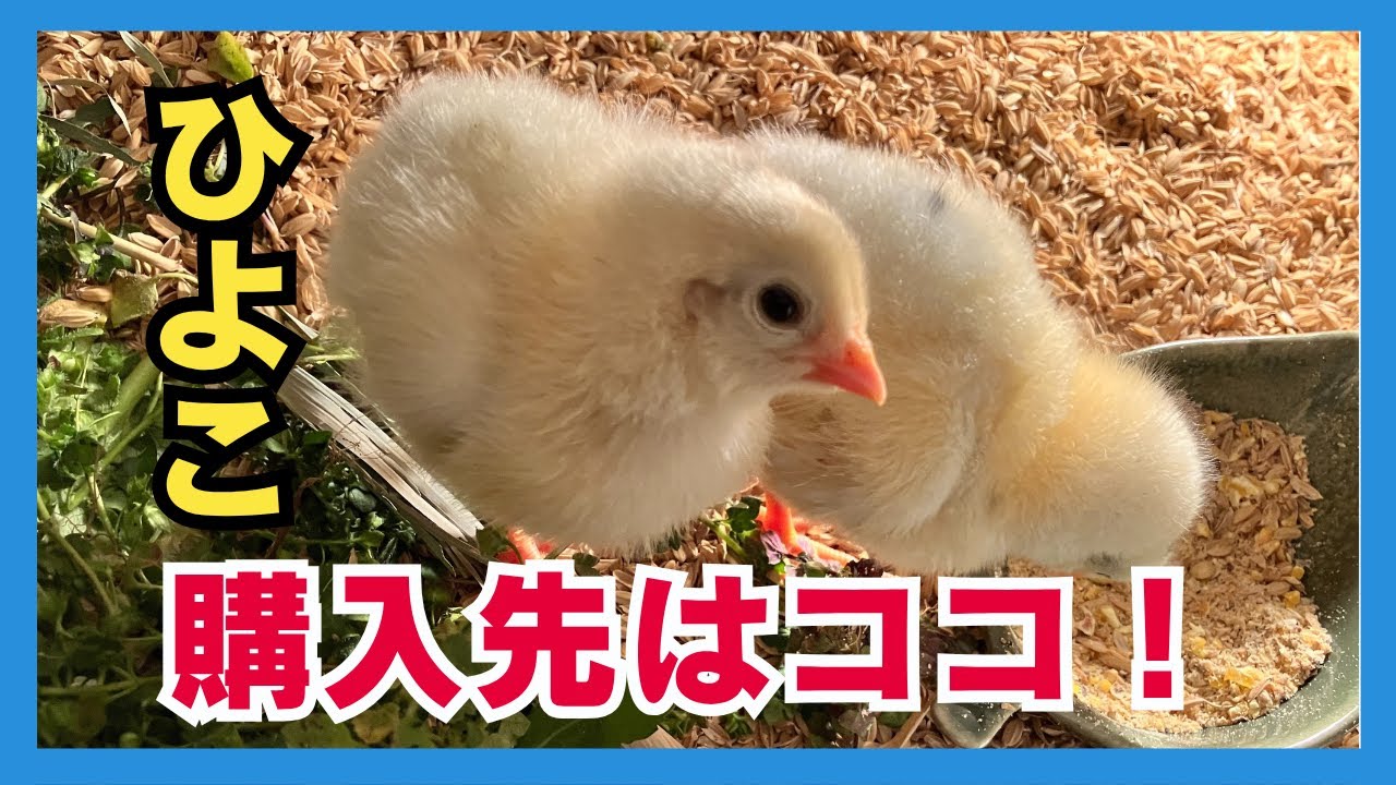 【保存版】ヒヨコはどこで手に入る？実体験をもとに徹底解説！【購入先４選】