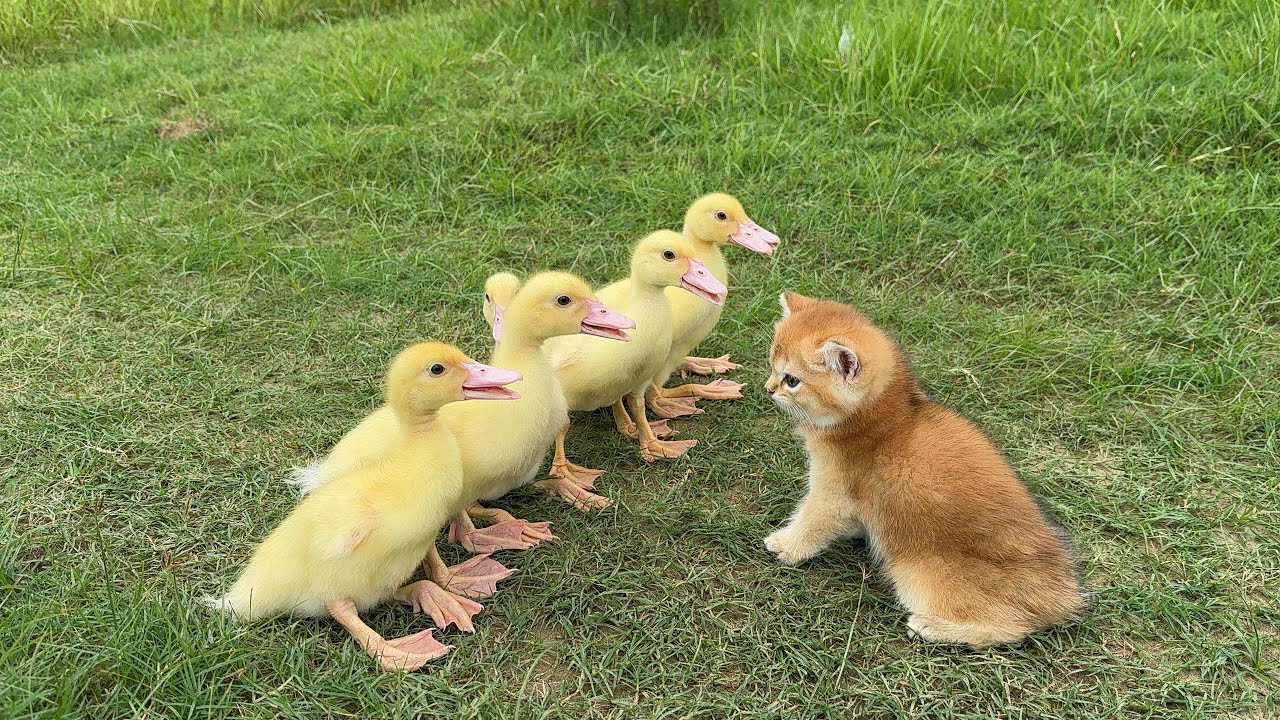 The incredible captain of the kitten leads the ducklings to wander the world!Interesting animalworld