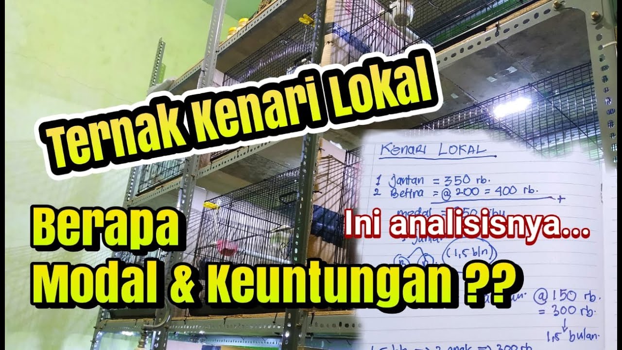 Modal & Keuntungan Usaha TERNAK KENARI LOKAL - Sukses Ternak Kenari