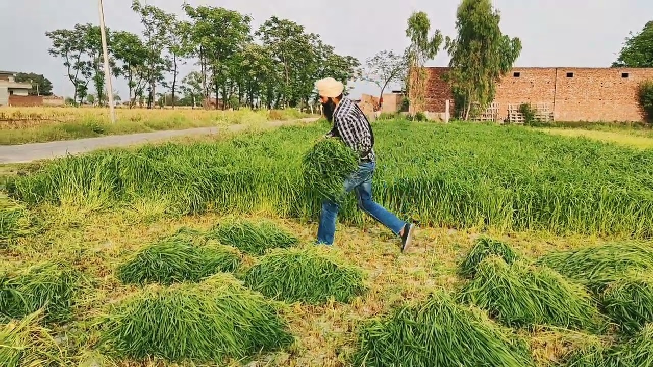 ਮੱਖਣ ਘਾਹ, ਜਵੀਂ, ਬਰਸੀਨ ਬਰਸਾਤਾਂ ਵਿਚ ਕਿਹੜਾ ਕਾਮਯਾਬ ਰਿਹਾ