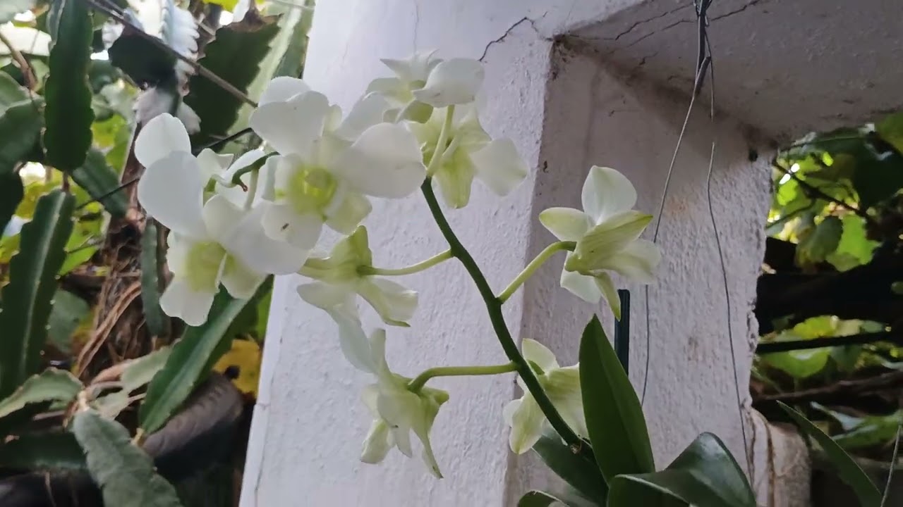 Mostrando com muitas alegrias essas princesas já no final de florações 