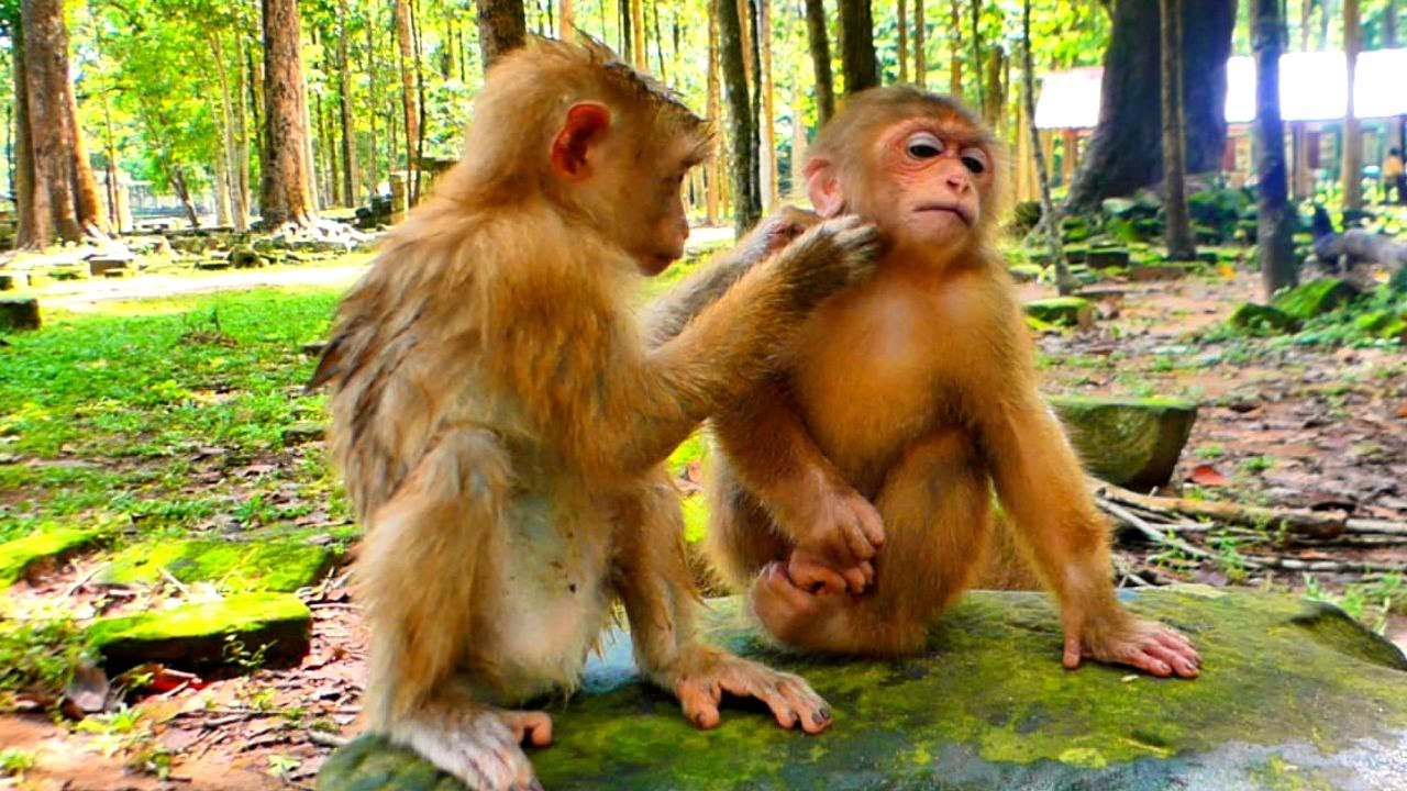 Wow Sister Binky helping Sweet Grooming to Poor Little Monkey Baila, 