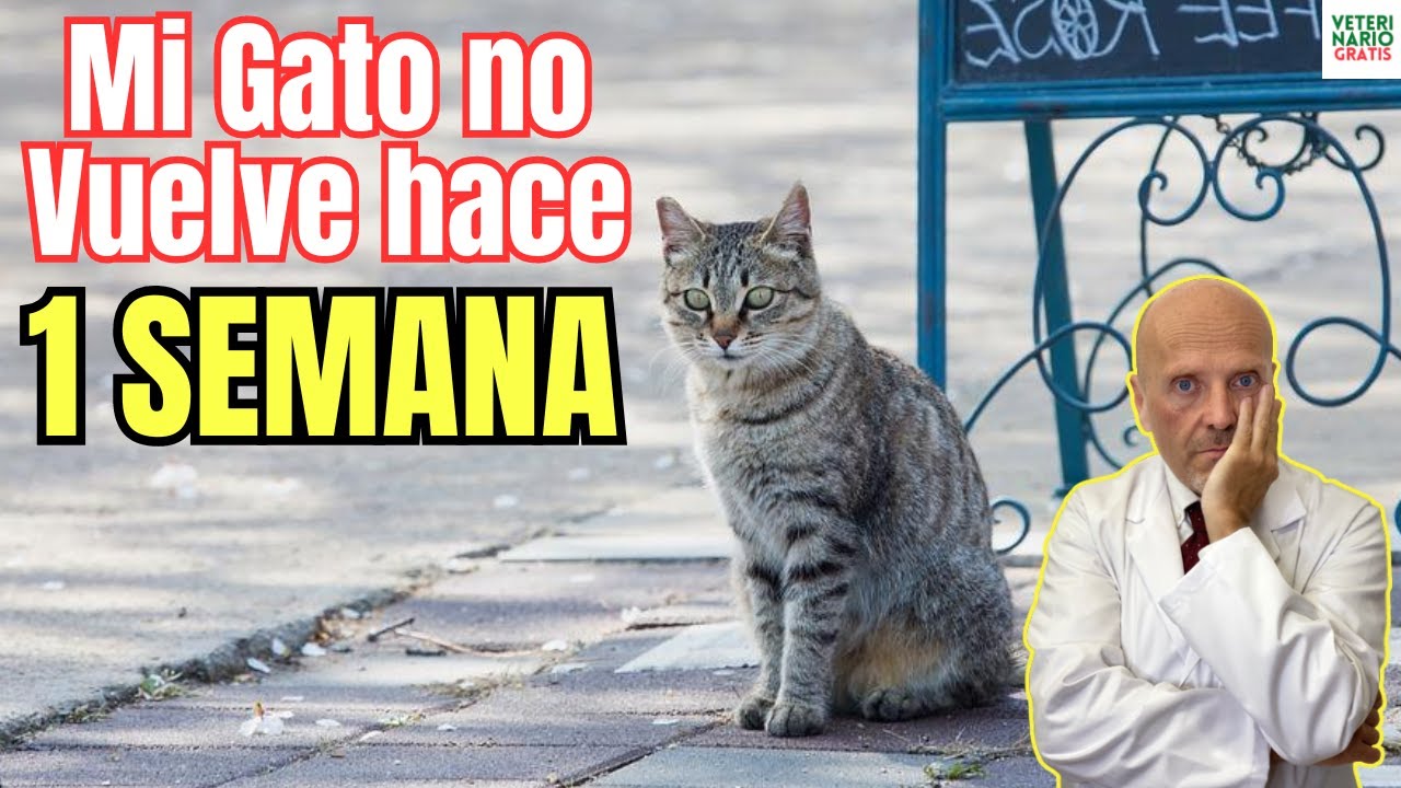 🐱MI GATO NO VUELVE A CASA HACE 1 SEMANA ¿QUE PUEDO HACER? 🐱