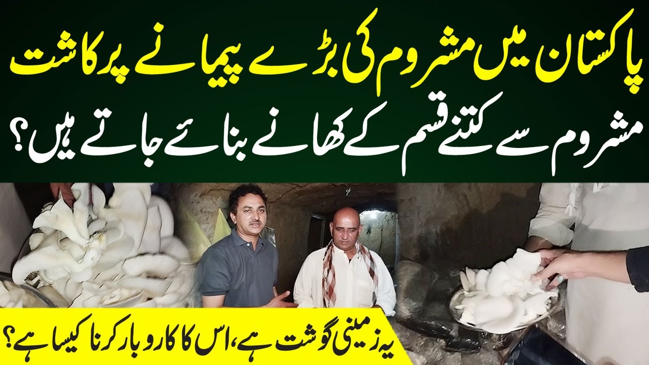 Mushroom Farming in Pakistan | How Many Dishes Can Be Made By Mushrooms | Dastak TV