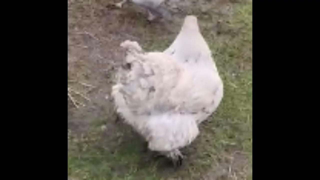 Muddy Chickens Background Music