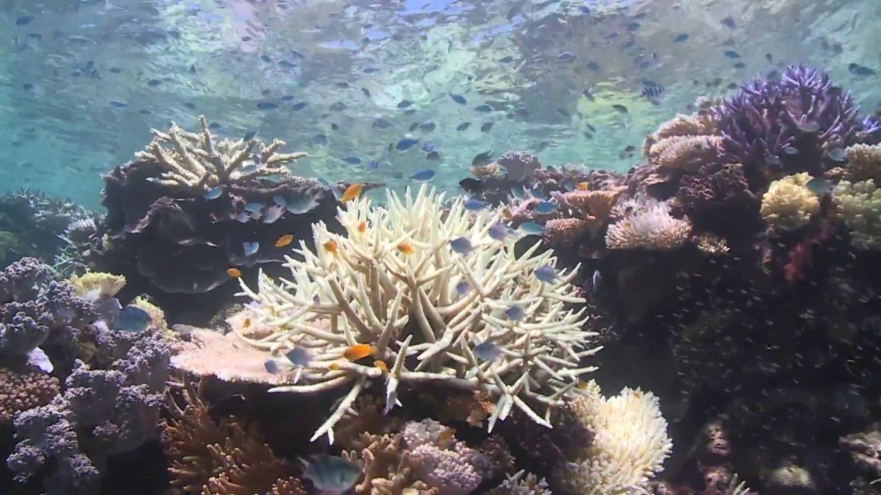 DEAD? DYING? or DISTORTED TRUTH? - THE GREAT BARRIER REEF