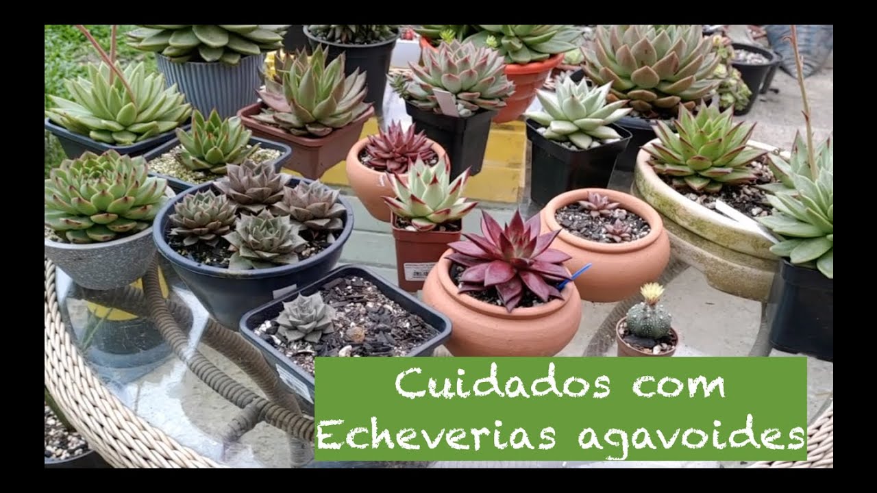 Cuidados com Echeverias Agavoides