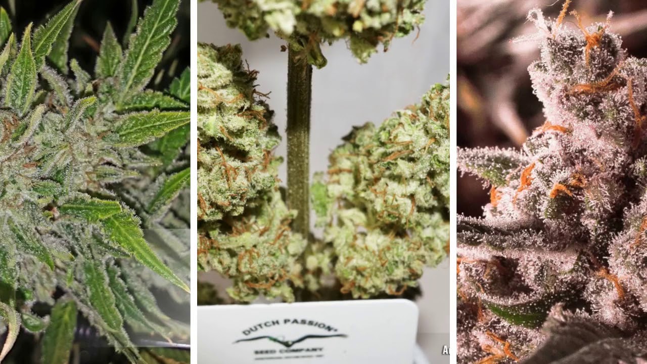 Auto Colorado Cookies Dutch Passion