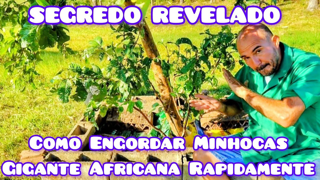 COMO ENGORDAR SUAS MINHOCAS GIGANTE AFRICANA RÁPIDO! MEU SEGREDO REVELADO