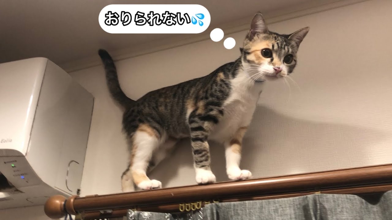 カーテンレールからおりられなくなったムムちゃん