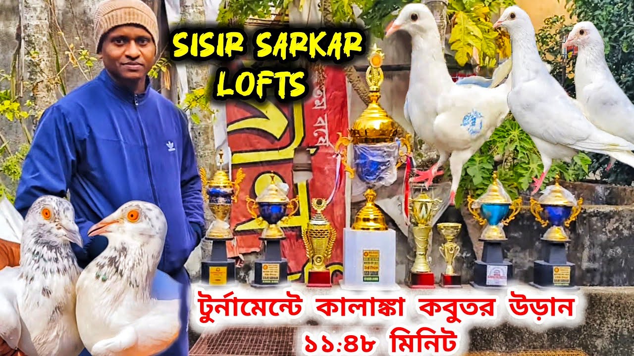 শীতকালীন কবুতর টুর্নামেন্টে সফল শিশির দা।BARASAT SISIR DAR LOFTS।@pigeonsloverrj9600 