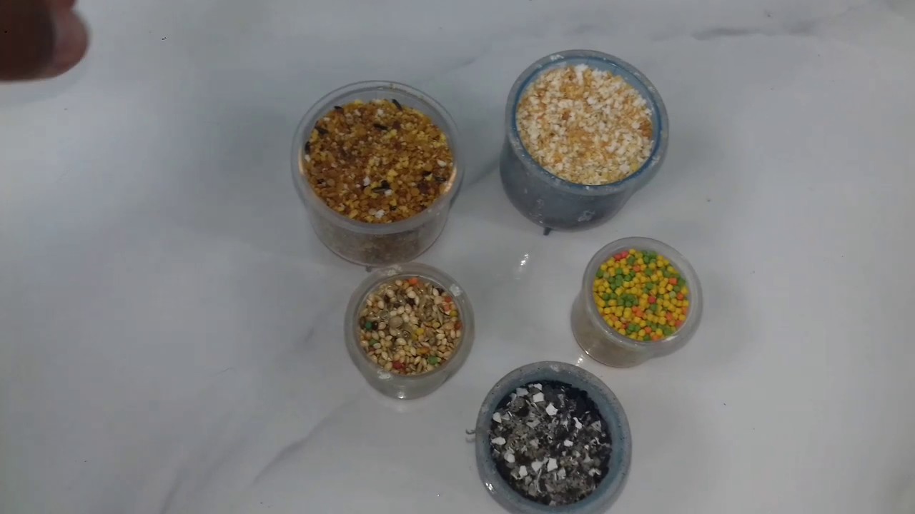 Uma alimentação saudável para curio .