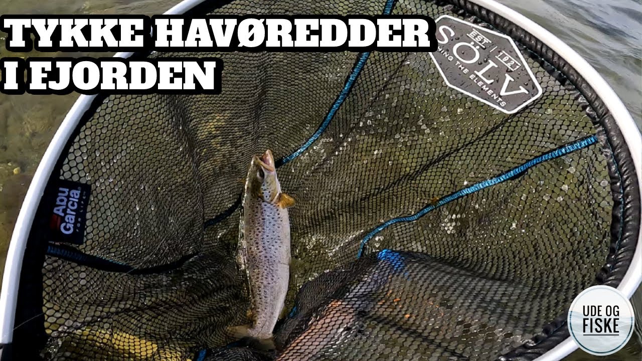 Roskilde fjord byder på tykke havørreder | En havørred bland alle hornfiskene