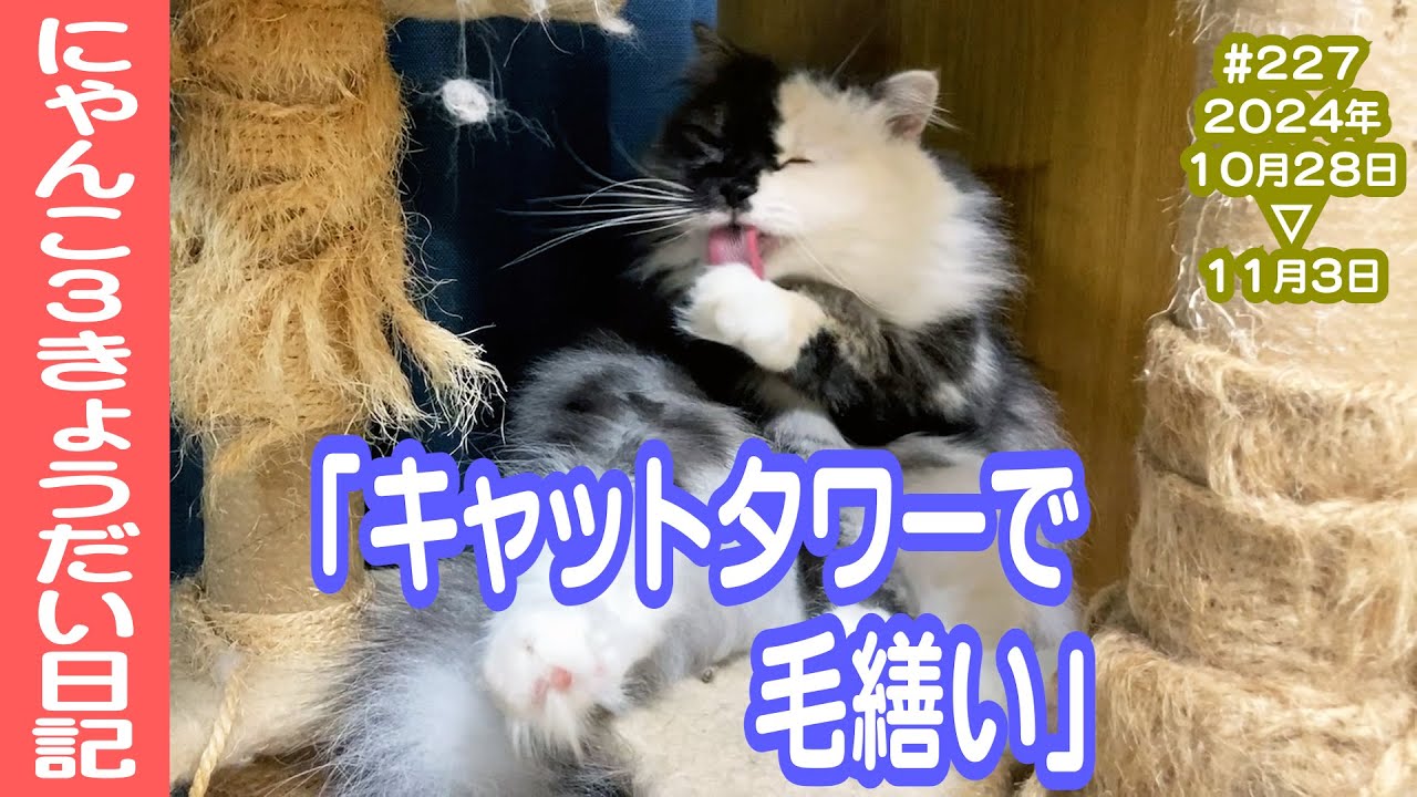 にゃんこ3きょうだい日記 #227 Diary of 3Cats [Oct.28-Nov.3/2024]