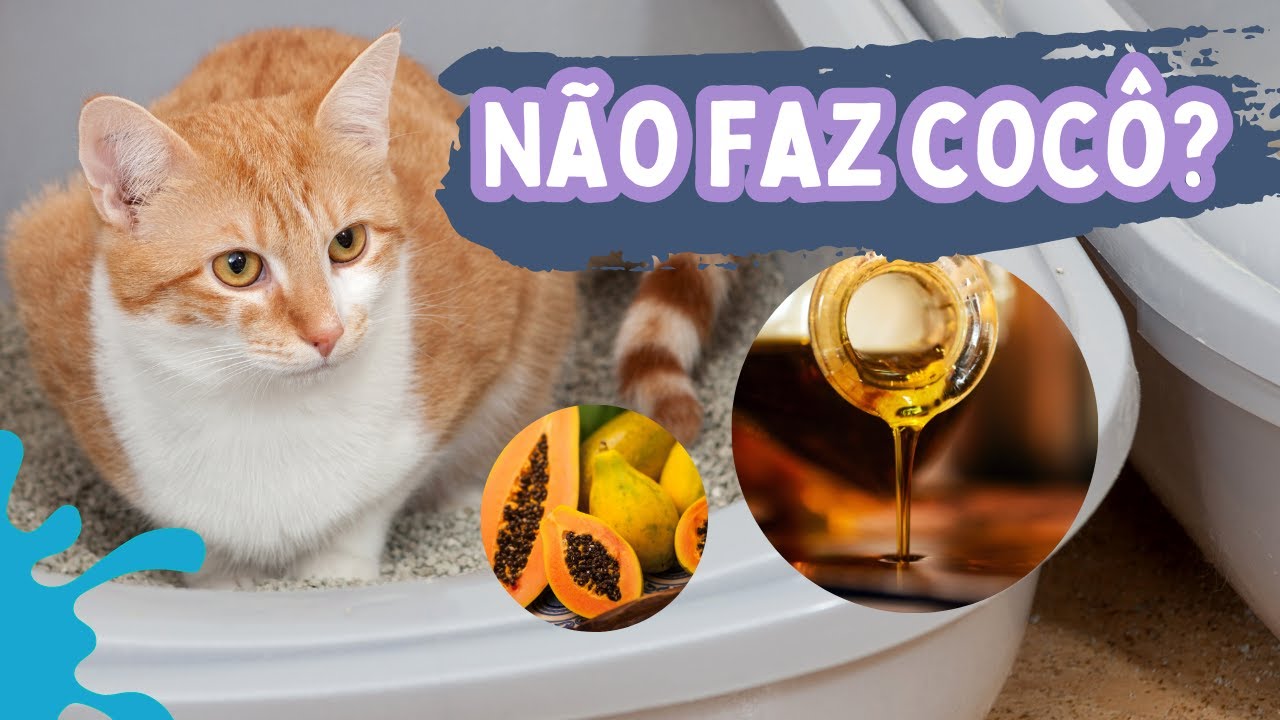 GATO que não DEFECA! - LAXANTE CASEIRO para gatos.