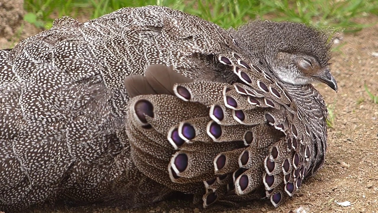 asia nature animal FAIS&Atilde;O ESPOREIRO EPERONIER fauna asi&aacute;tica selvagem ex&oacute;tica ornamental asian