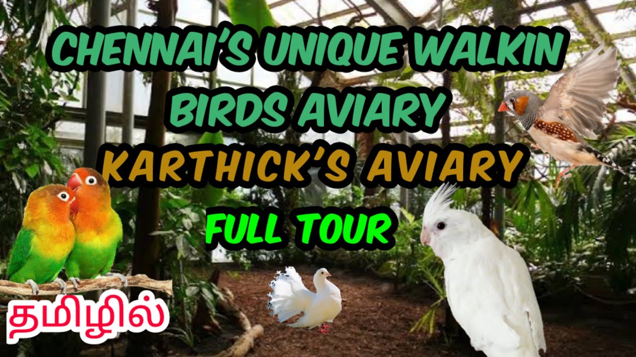 Walk in aviary tour| Chennai's walkin aviary. Aviary in tamil | Aviary in terrace | Terrace aviary