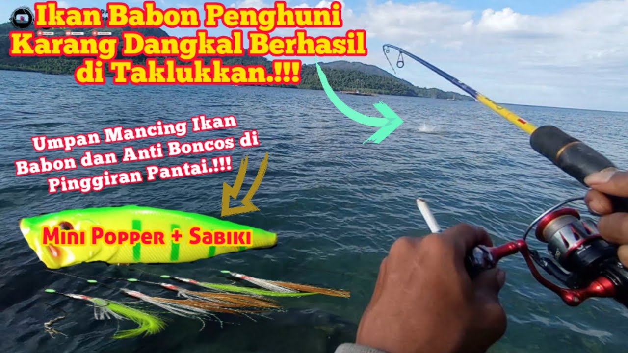 Umpan Mini Popper + Sabiki Kembali Beraksi, Penghuni Spot Kapal Karam Berhasil di Taklukkan.!!!