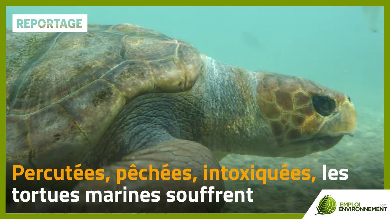 Percutées, pêchées, intoxiquées, les tortues marines souffrent