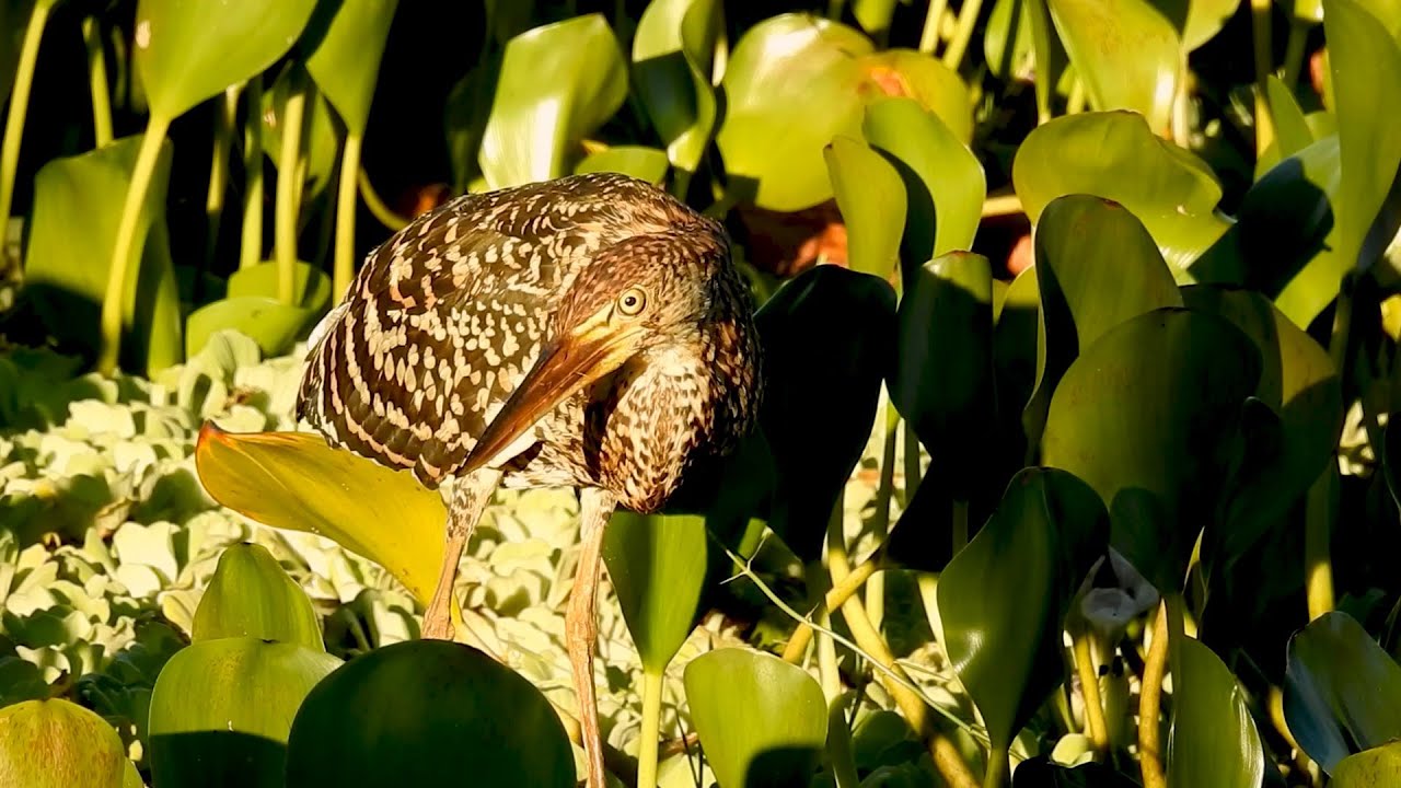 RUFESCENT TIGER-HERON Young looking for food (TIGRISOMA LINEATUM) SOC&Oacute;-BOI FROM FLOODED REGIONS