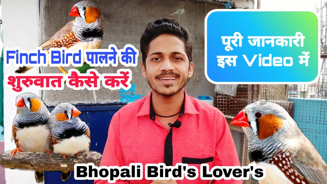 Finch bird's palne ki shuruvat//finch birds पालने की शुरुवात/Bhopali bird's lover's