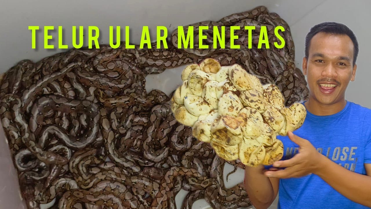 PUKUL 11 MALAM DIKEJUTKAN 60 EKOR ULAR MENETAS