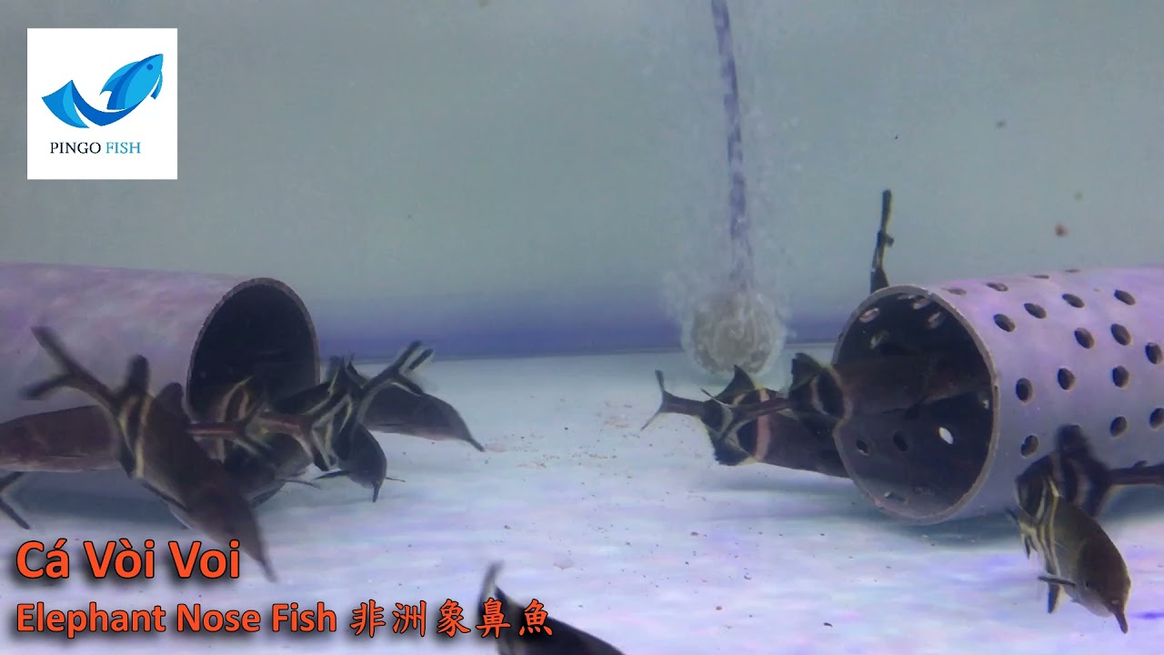 Pingo Fish - C&aacute; V&ograve;i Voi / Elephant Nose Fish / 非洲象鼻魚