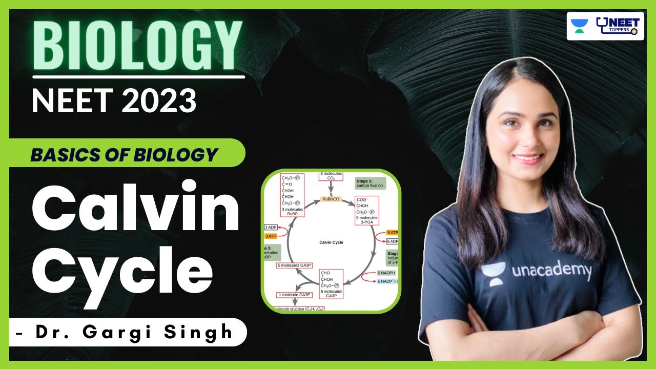 Calvin Cycle | Biology | NEET 2023 | Dr. Gargi Singh | Unacademy NEET Toppers