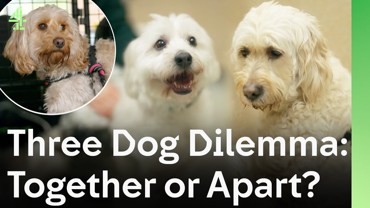 Three Dogs Face a Heartbreaking Split But Will Anyone Keep Them Together? | The Dog House 🐶
