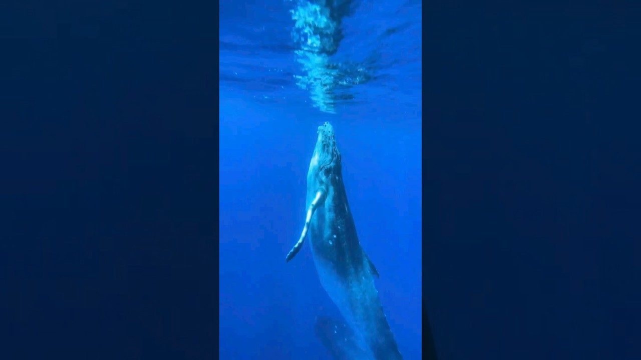 Momma Teaching Baby Whale How To Breach 🥹🙏🏽 #whales #mom #breach #baby #ocean #life #a