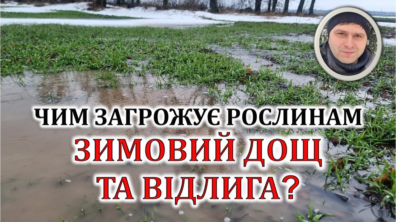 Чим загрожує рослинам зимовий дощ та відлига?