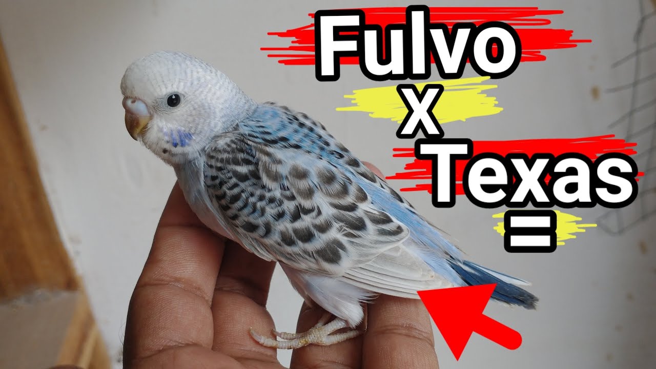 Porque coloco Fulvo com texas!🤔*periquito australiano dicas, alimentação e atualização dos casais*