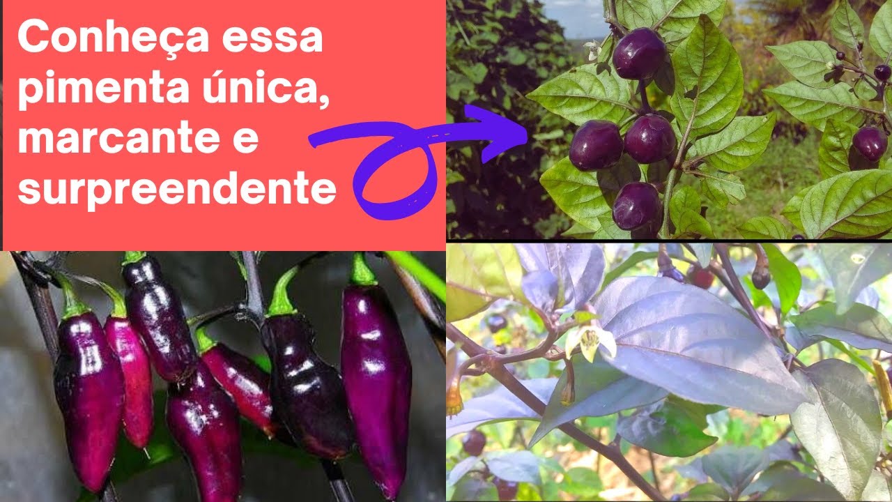 VEJA ESSA PIMENTA! Pimenta da Neide: por que essa  pimenta é diferente? Saiba como plantar e cuidar!