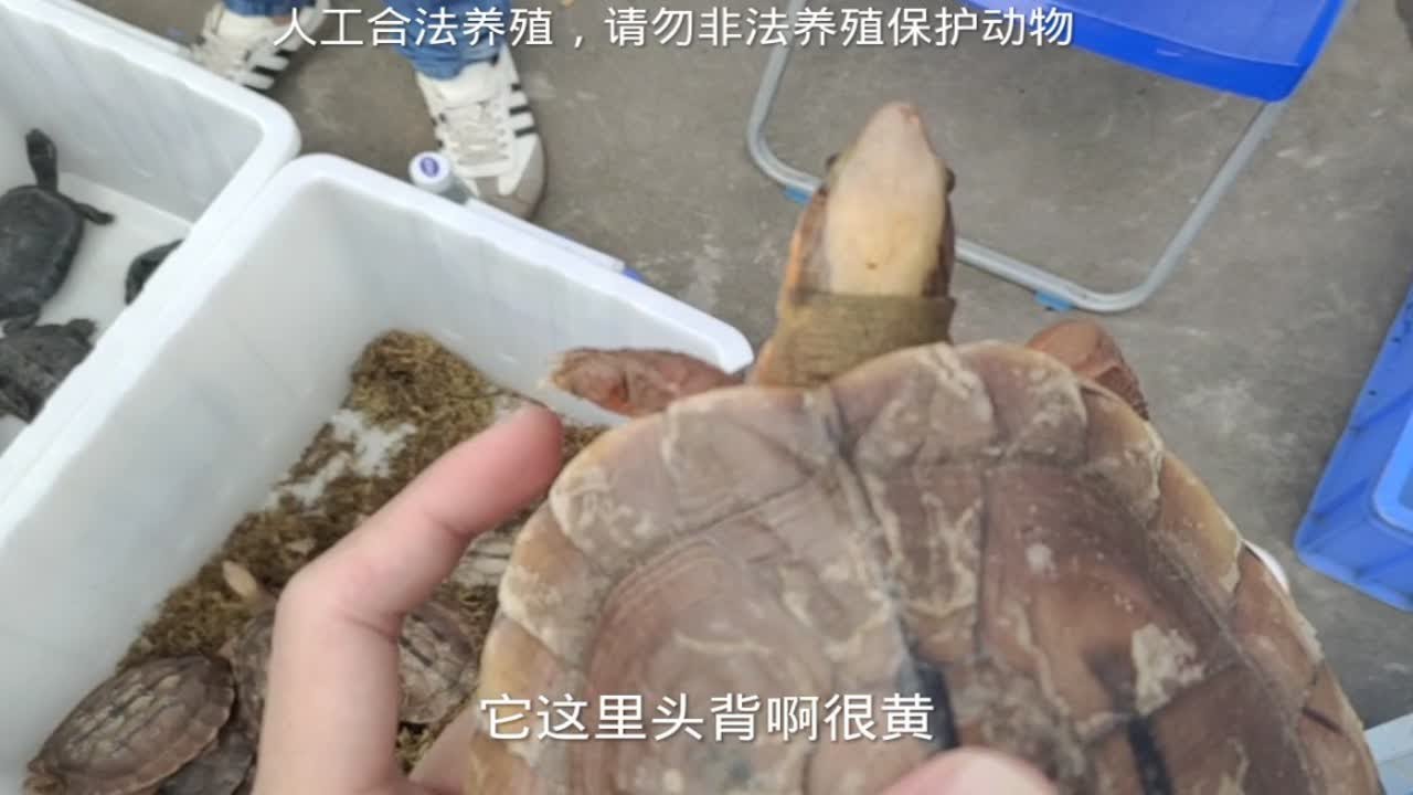 石金钱老种龟又跌，老种龟看年份和规格，佛山顺德金钱龟价格偏贵