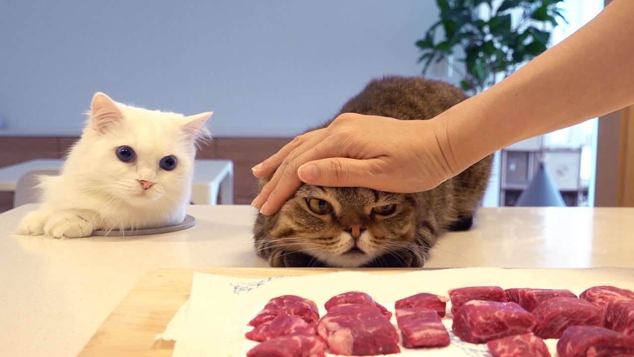 My Kitchen Has A Secret Cat Hole! (ENG SUB)