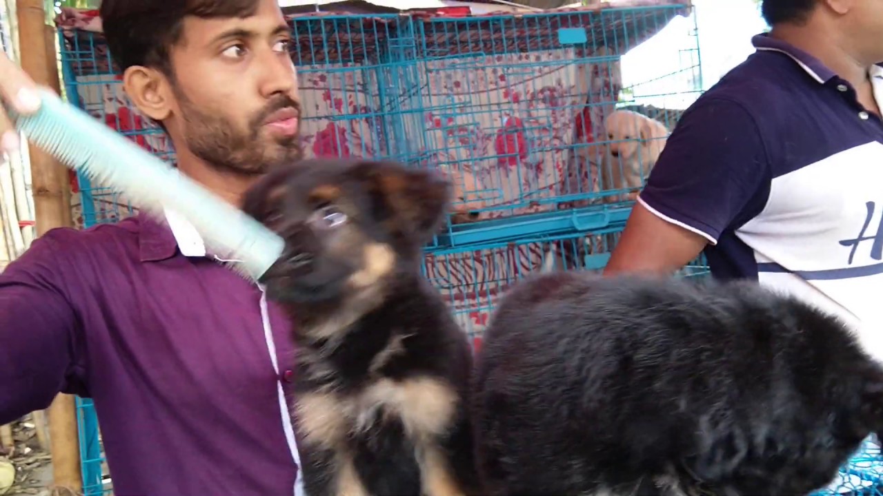 German Shepherd Puppy For You At Galiff Street Kolkata