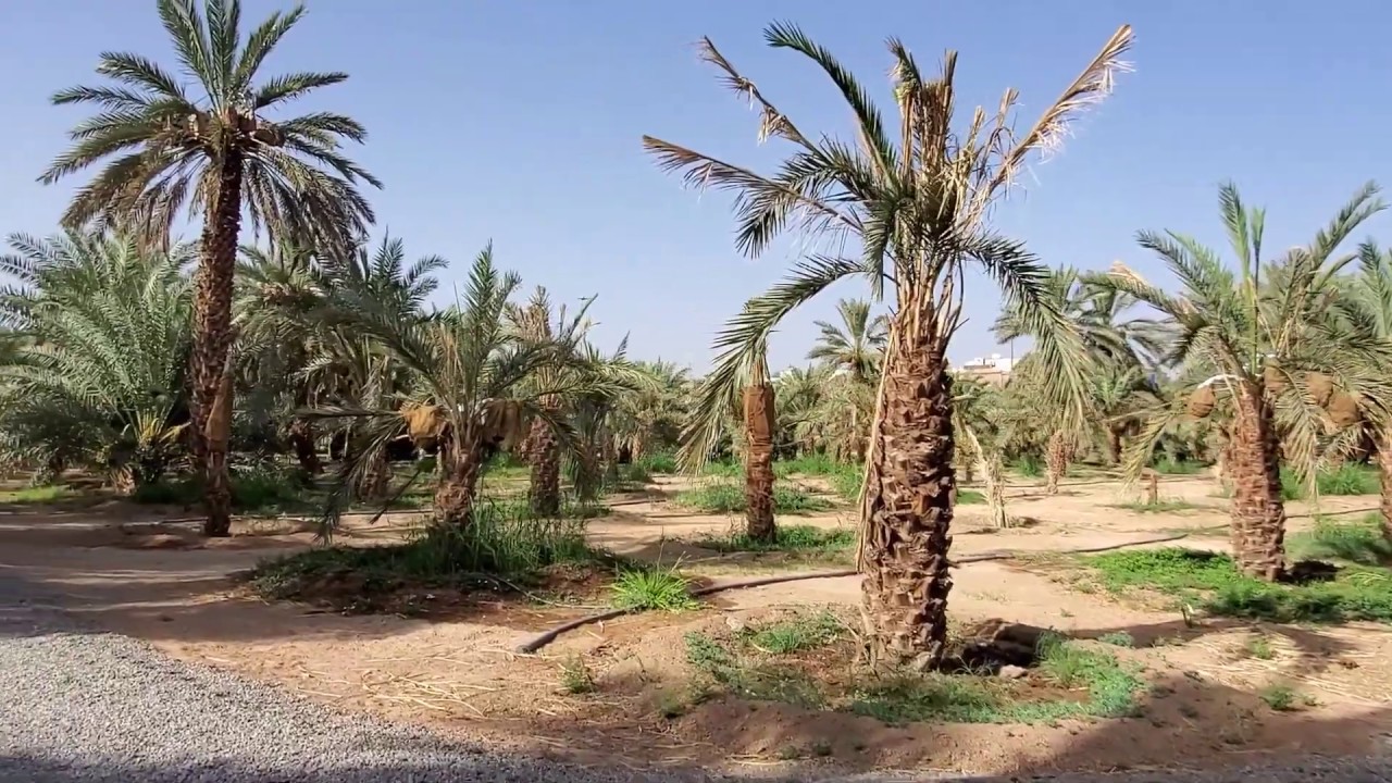 جولة صباحية داخل مزرعة بنو جحجبا الأوسيين والتعرف على مسجد العصبة وبئر الهجيم