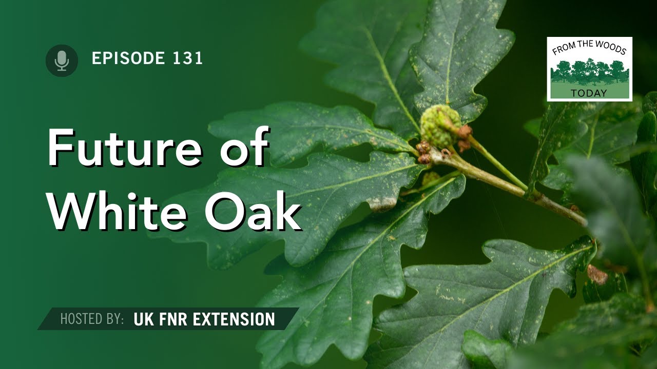The Future of White Oak - From the Woods Today - Episode 131