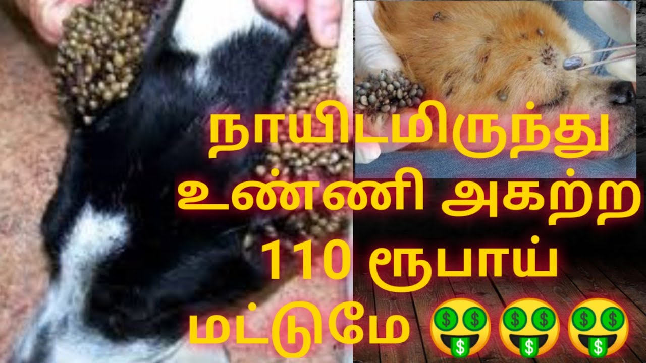 மலிவான செலவில் நாயிடமிருந்து உண்ணி அகற்றுவது எப்படி???Dog Ticks removal!!!