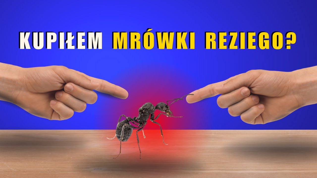 Kupiłem mr&oacute;wki Reziego na Hodowle, zobacz co one wyprawiają