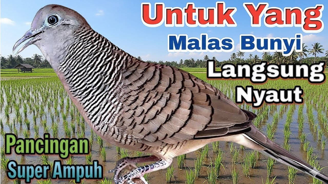 Perkutut Lokal Suara Besar Irama Enak Buat Pancingan ‼️ #perkututgacor 