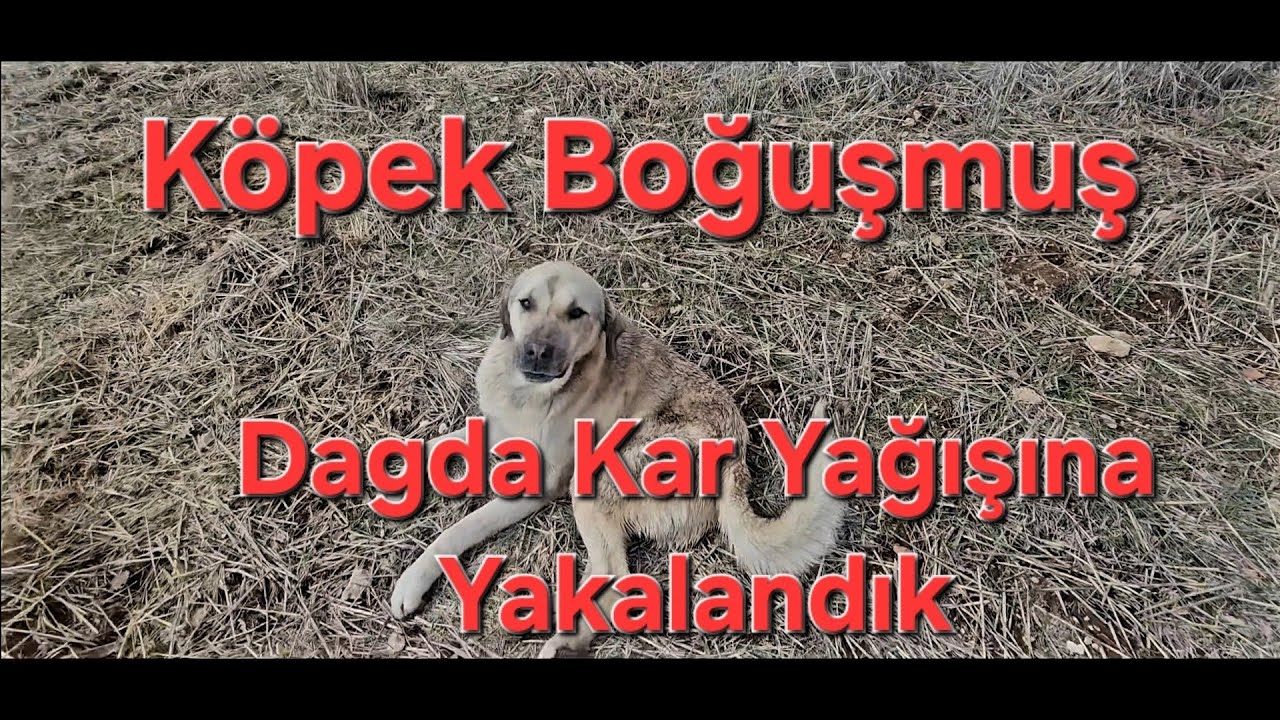Köpek Kavga Etmiş Ama Kimle? Dağda Kar Yağmaya Başladı