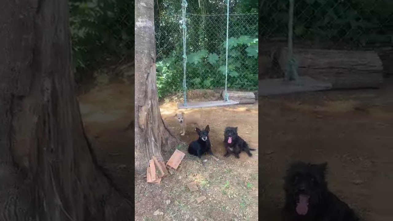 Machamba roçada temos projetos vamos fazer uma piscina esse ano em nome do senhor Jesus ele proverá 