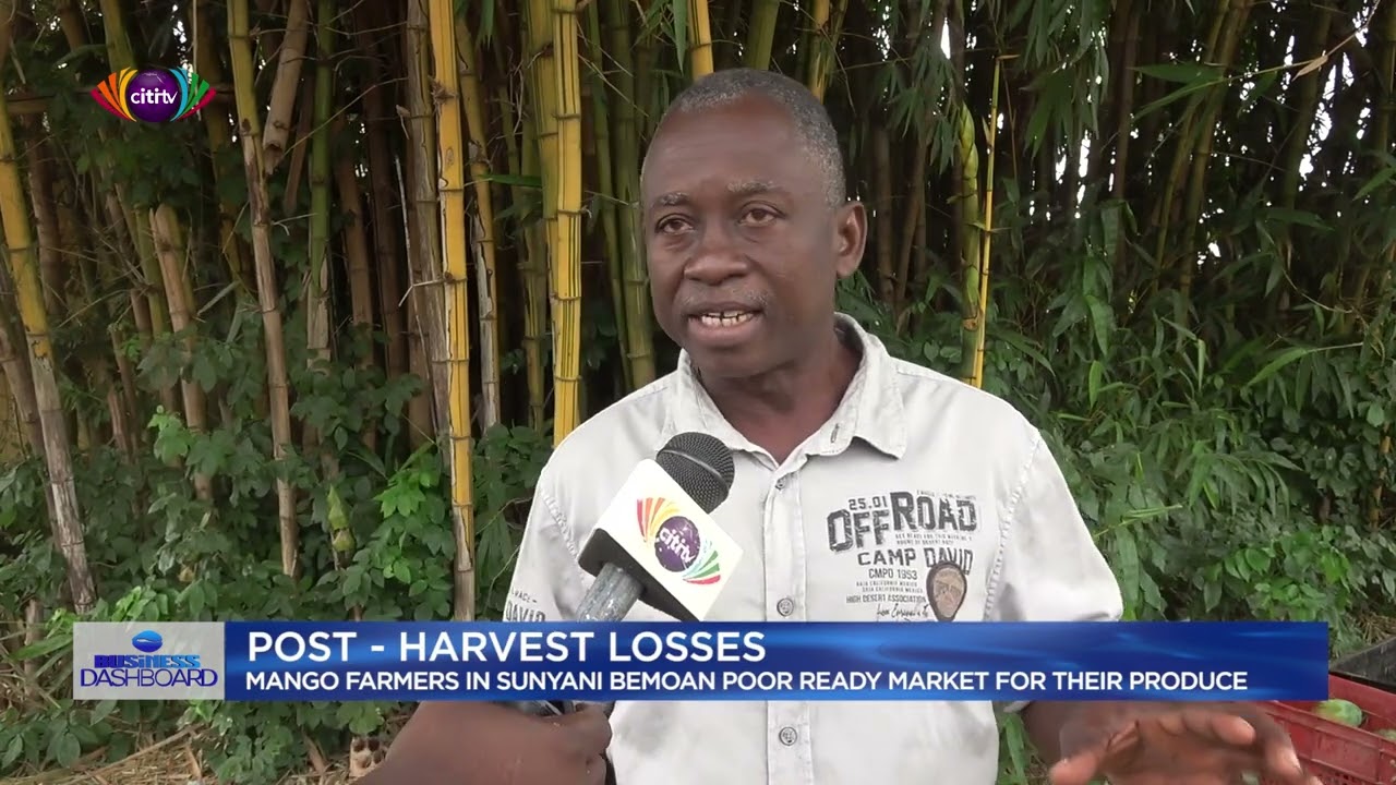 Post-harvest losses: Mango farmers in Sunyani bemoan poor ready market for their produce