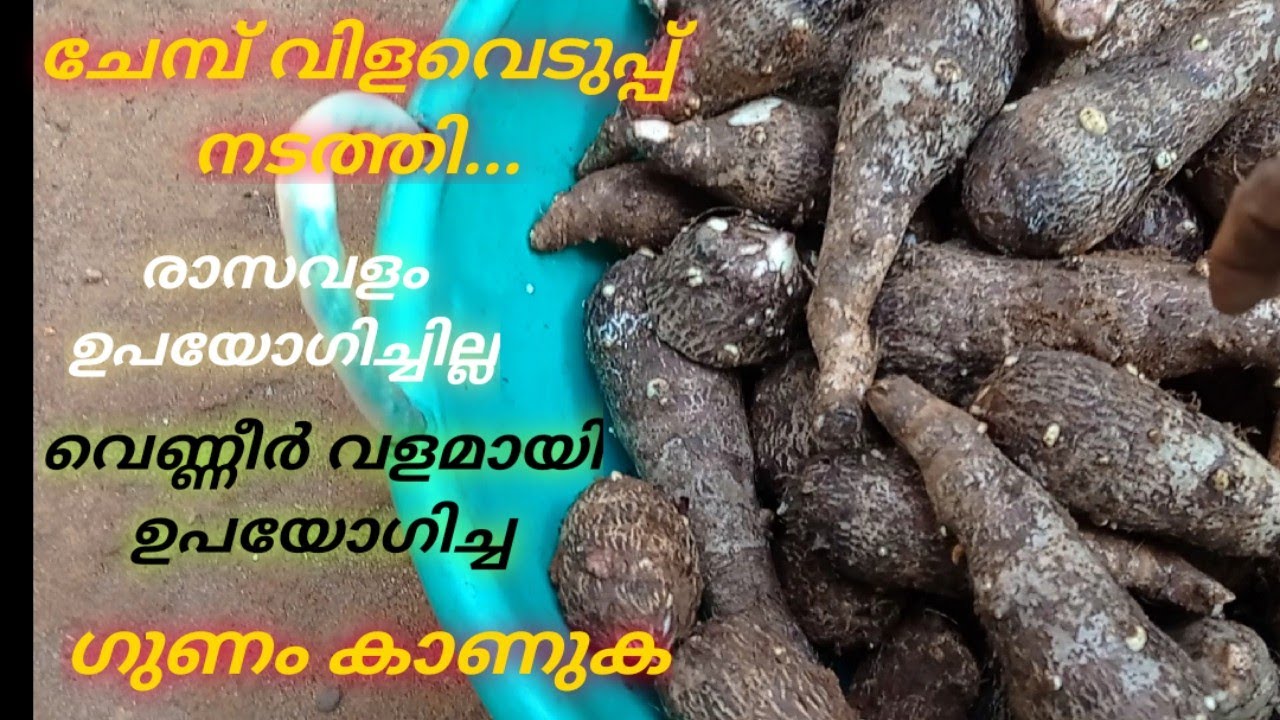 പിലാത്തി ചേമ്പ് വിളവെടുപ്പ് ഒന്ന് കണ്ട് നോക്കൂ