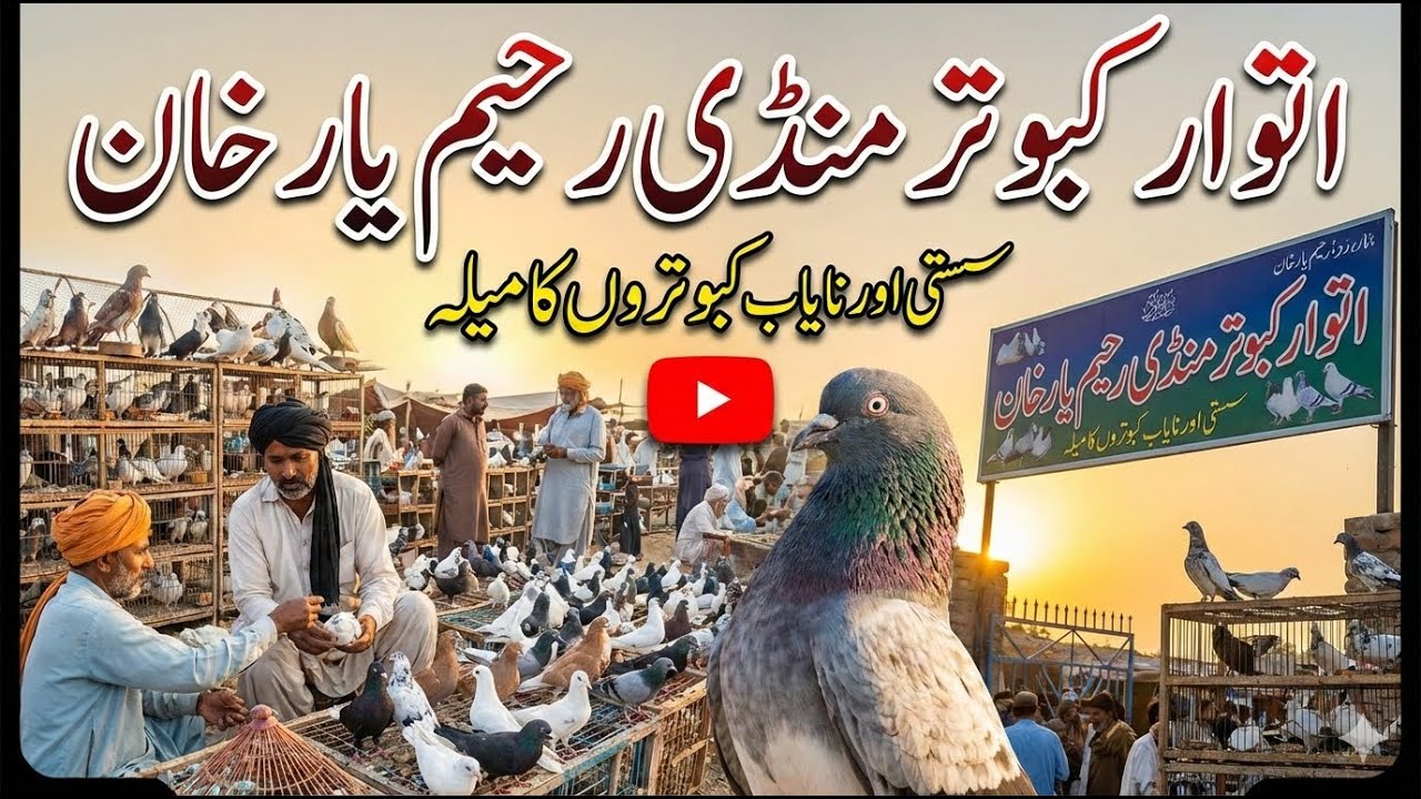 Rahim Yar Khan Kabotar Mandi | Pigeon Market Rahim Yar Khan |Kabotar Bazi |Karbalai Kabotar